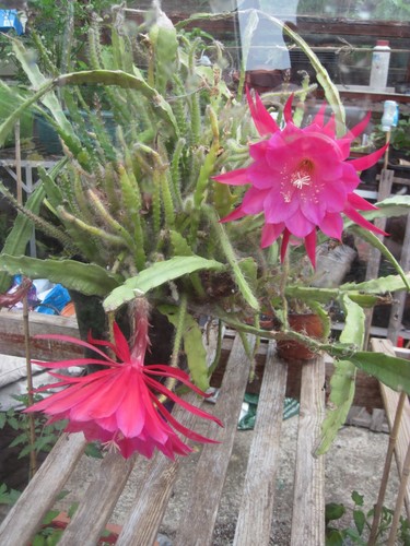 Epiphyllum pink disocactus - pink,
