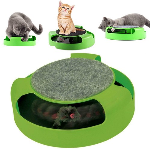 Cat kitten catch the - kitten,