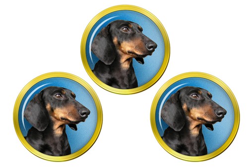 Miniature dachshund portrait - dachshund,