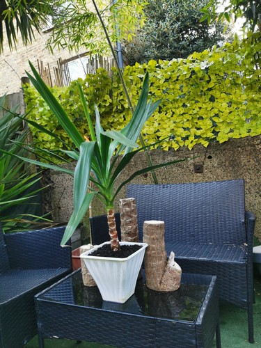 Yucca plant spanish - yucca, x