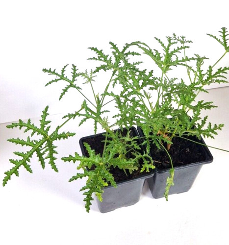 Citronella scented geranium - ,