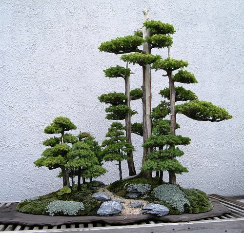 Bonsai juniper communis with - communis,,