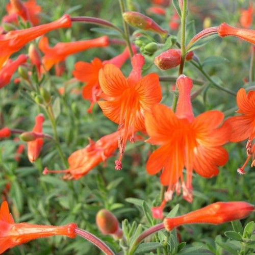 Fuchsia california plug plants - plug,