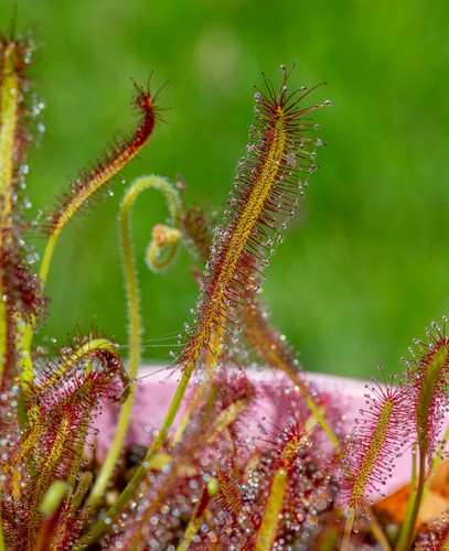 Live plants drosera capensis - plants,