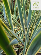 Yucca bright edge adams - bright,