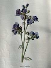 Antique Botanical Print