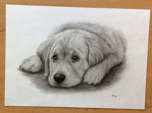 Retriever puppy original - retriever,