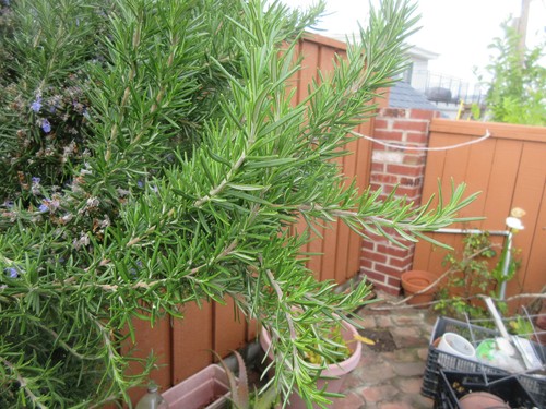 Tuscan blue rosemary - tuscan, cuttings
