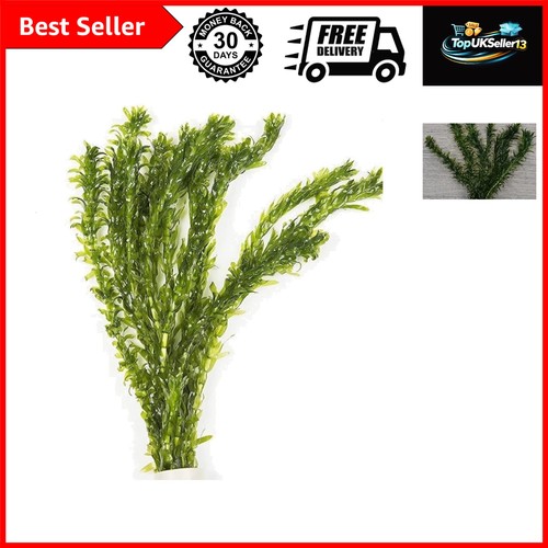 Elodea densa loose - elodea, stems
