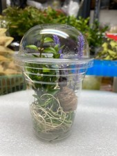 One REAL PRAYING MANTIS EGG