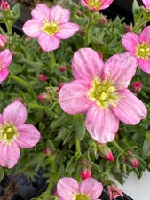 x2 Saxifraga Alpino Pink