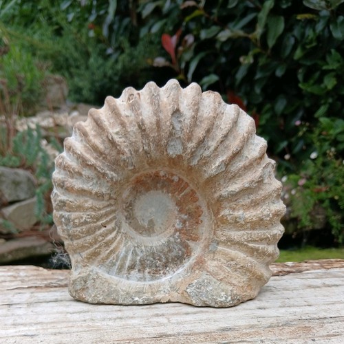 Large fossil ammonite - fossil,