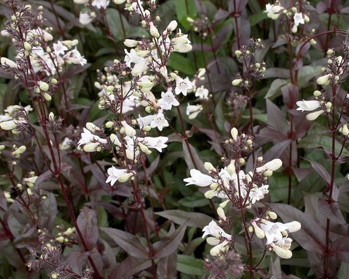 Plug plants penstemon - 4,