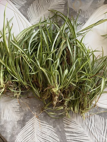 Spider rooted plants - 5,