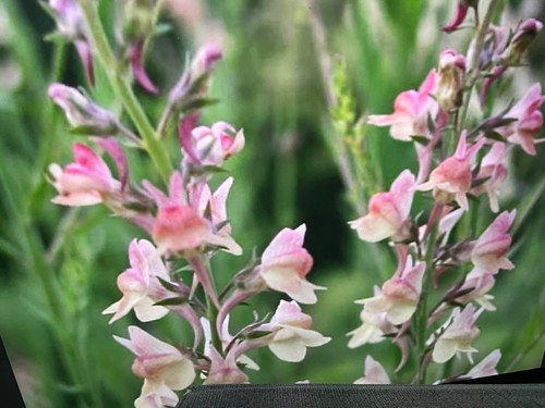 Linaria peachy toadflax - linaria, plug