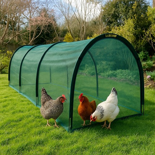 3x1 5x1 chicken - chicken, run