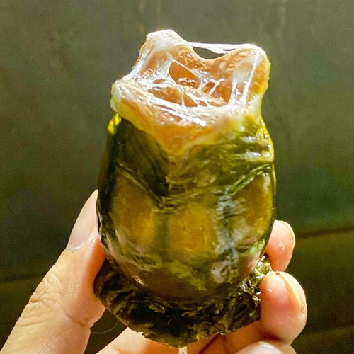 Alien predator egg - alien,