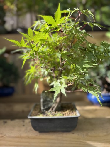 Japanese maple acer bonsai - maple,