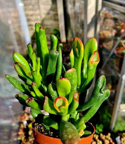Crassula ovata hobbit - ovata,