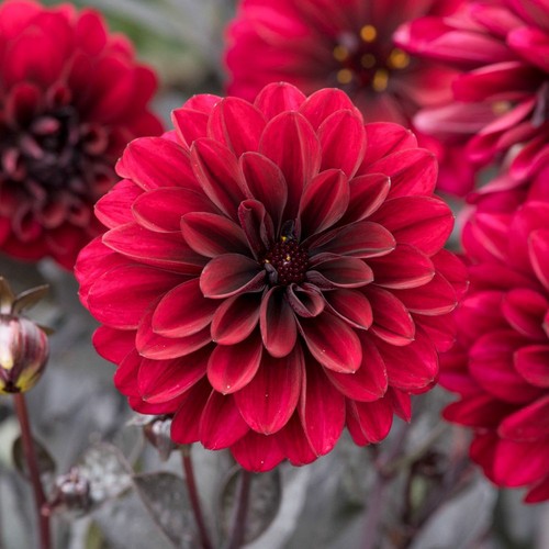 Dahlia dalaya dark - dalaya, aruna