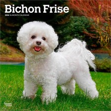 Bichon Frise Calendar 2026 |