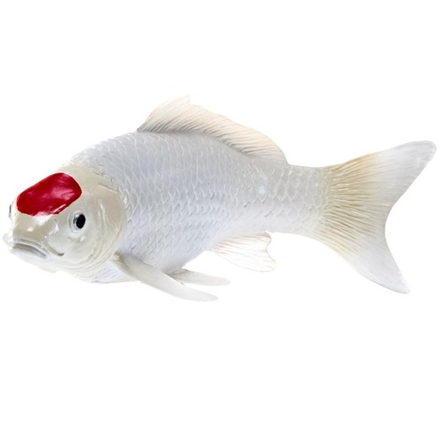 Koi carp fish - koi, red