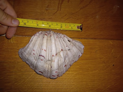 Super natural horse hoof clam