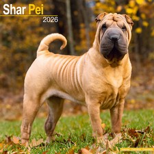 Shar Pei 2026 Calendar | Dog Breed Gift Wall 15% OFF MULTI ORDERS