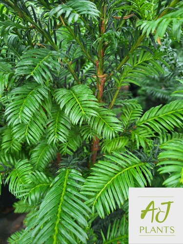 Taxus baccata common yew - baccata,