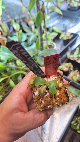 Nepenthes - (lvb, veitchii