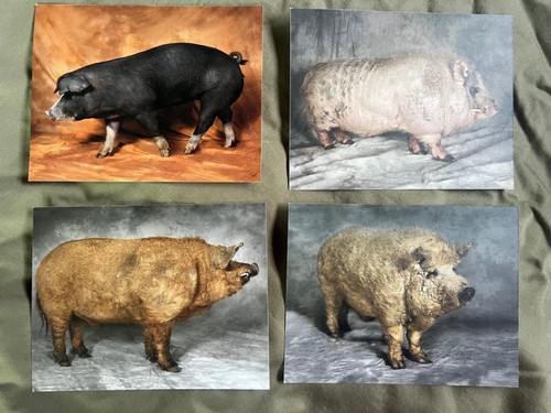 Pig postcards poland china - postcards,