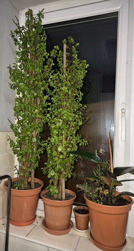 Elephant bush indoor house - indoor,