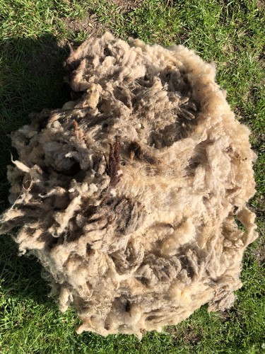 Shetland ewe whole fleece - ewe, fleece/