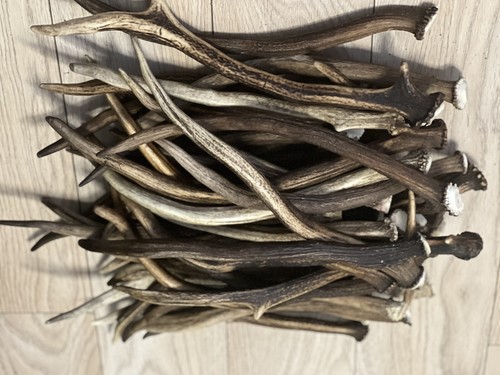 1kg deer antler pieces - of,