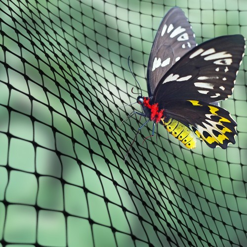 Butterfly insect fruit - /,