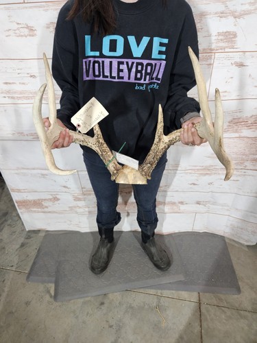 Wild point whitetail deer - 8,