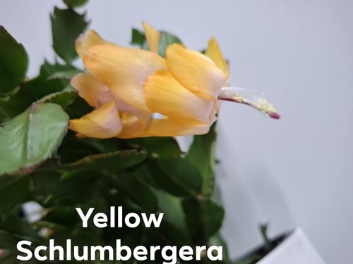 Yellow thanksgiving cactus - yellow,