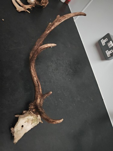 Fallow antler with - fallow,