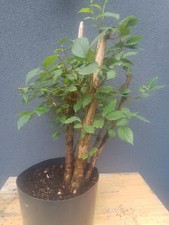 English Elm Bonsai Tree