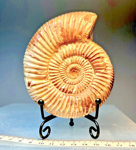 Large attractive polished