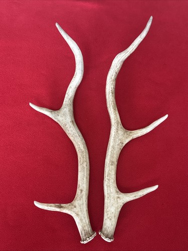 Pair red deer - red, antlers