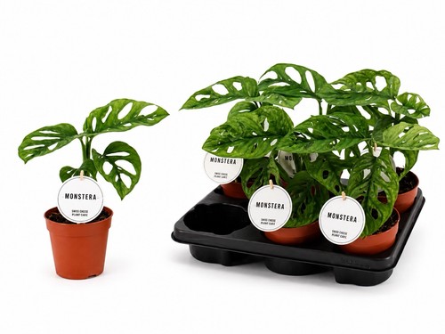 Monstera adansonii mint 12cm - monstera,