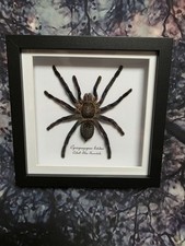 Cobalt Blue Tarantula