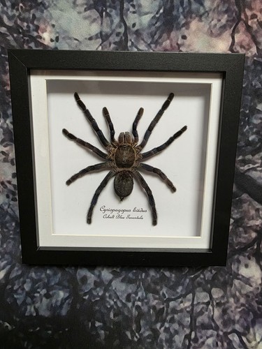 Cobalt blue tarantula - blue,