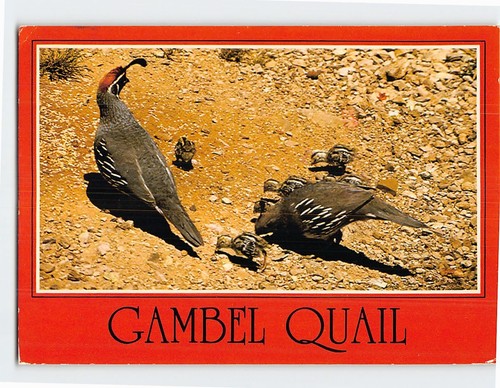 Postcard gambel quail - gambel,