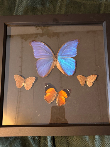 Butterfly moth insect specimen - insect,