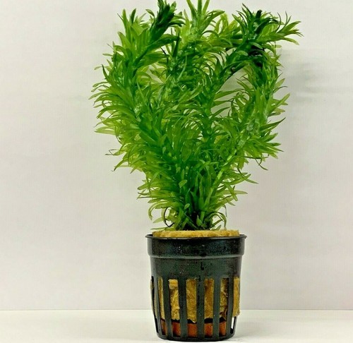 Elodea densa plants - elodea,