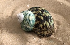 Natural seagrass turbo spiral snail Sea Shell aquarium hermit crab 5/6cm craft