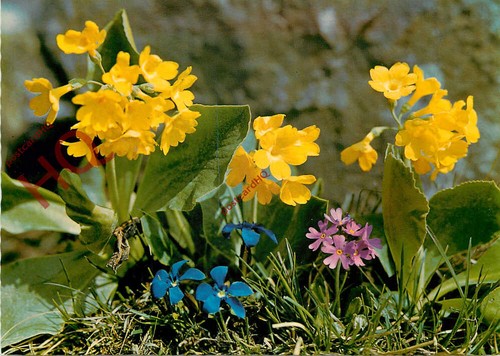 Picture postcard flowers - picture, postcard:;flowers