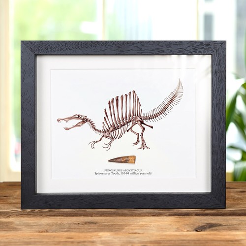 Spinosaurus dinosaur - spinosaurus,